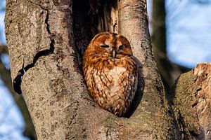 Gute Nacht, Mr. Owl.