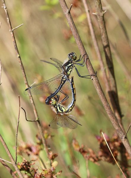Black damselfly by Matthias Brix