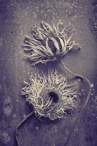 Gerberas en duotone