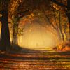 Wanderer im Morgennebel in einem Wald voller Herbstfarben von Sugar_bee_photography
