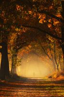 Wanderer im Morgennebel in einem Wald voller Herbstfarben