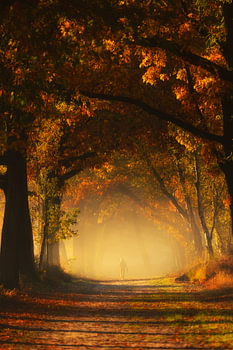 Wandelaar in de ochtendnevel in een bos vol herfstkleuren
