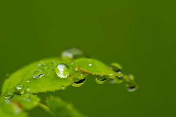 Wet leaf by Ursula Di Chito
