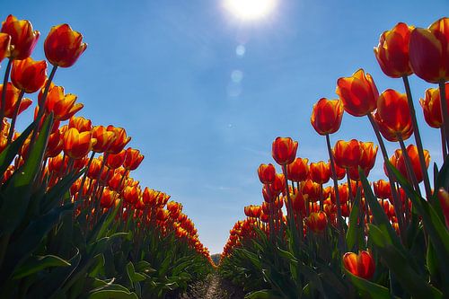 Tulips in red and yellow