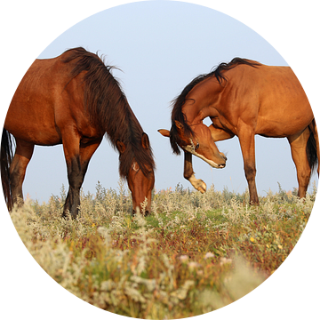 Paarden op de kwelder - Natuurlijk Ameland van Anja Brouwer Fotografie