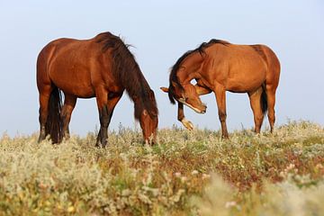 Pferde auf der Salzmarsch - Natural Ameland