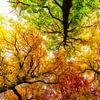 Autumn Colours by Peter Vruggink