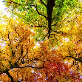 Autumn Colours by Peter Vruggink