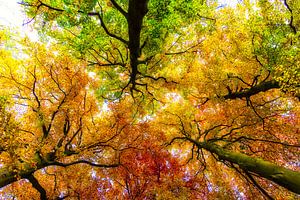 Autumn Colours von Peter Vruggink