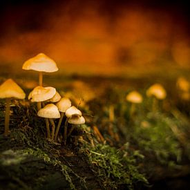 Mystérieux champignons dans la mousse sur Marloes Hoekema