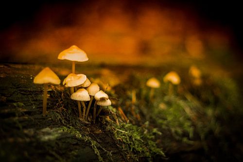 Mystérieux champignons dans la mousse sur Marloes Hoekema