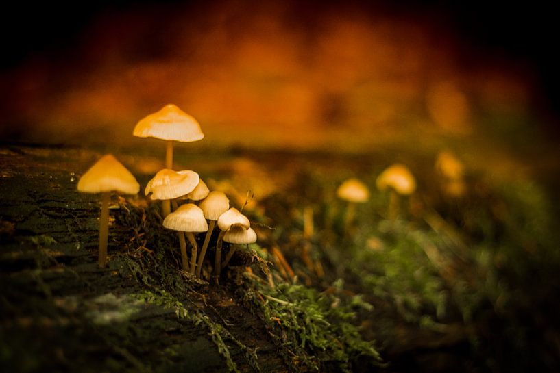 Mysterieuze paddenstoelen in het mos van Marloes Hoekema