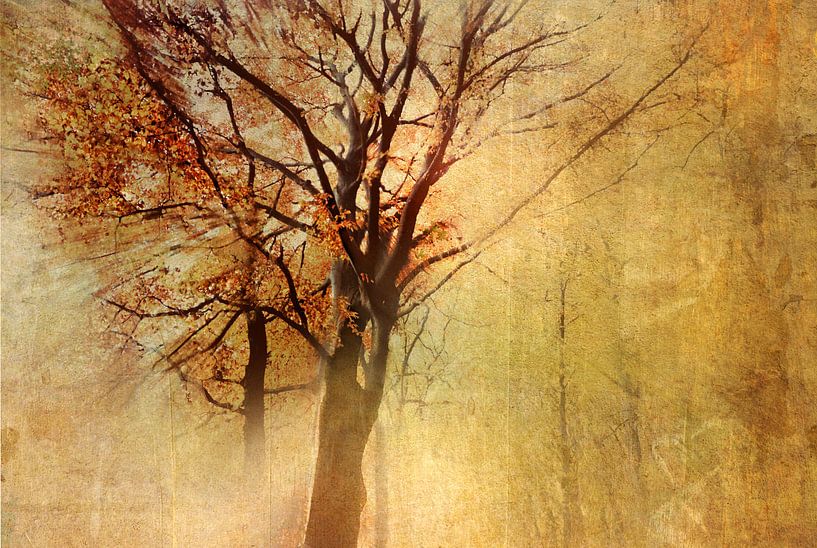 Autumn-Glow van Vera Kämpfe