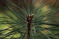 forêt d'ananas