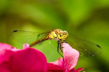 Mrs. Dragon Fly by Irene Lommers