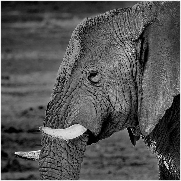 Elephant with fangs by Henk Langerak