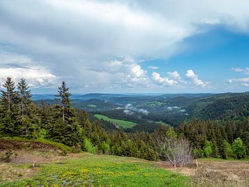 Uitzicht over het Nationaal Park in het Zwarte Woud in Duitsland van Animaflora PicsStock
