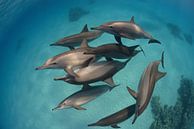 Dauphins à long bec par Jaap Voets Aperçu