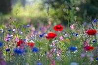 Beautiful flowers 