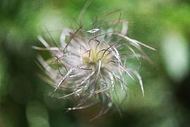 Wild pasque flower soars to new heights by Petra Hauwert