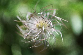 Wild pasque flower soars to new heights