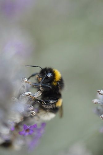 close-up at wasp purple flowers standing
