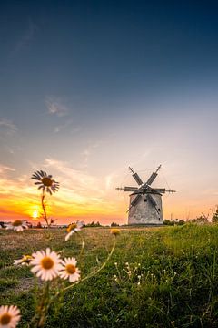 Windmühle im Sonnenuntergnag Tez Unagrn mit Margeriten Leucanthemum von Fotos by Jan Wehnert