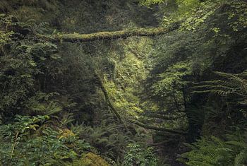 Der Buchenwald von Biescona in Asturien, Spanien