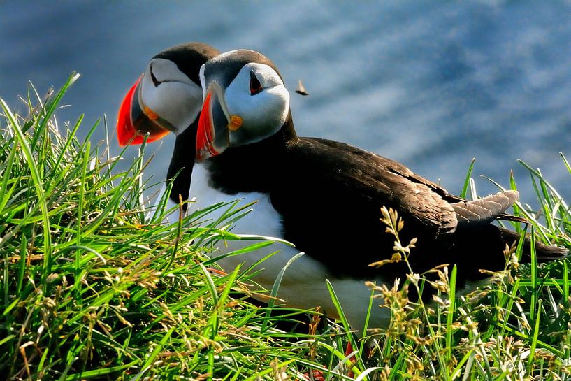 puffins in the grass by Pictures by GJ