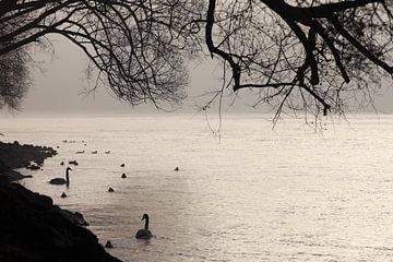 Schwäne am Ufer sur Jana Behr