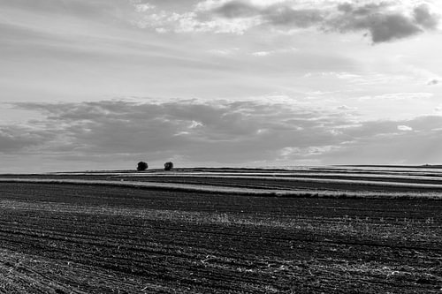 Zwart-wit landschap met glooiende akkers en solitaire bomen – Minimalistische natuurkunst
