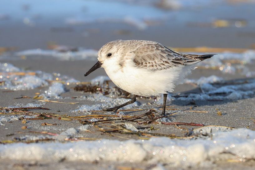 Strandläufer von Johanna Oud