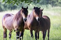 exmoor pony`s, super nieuwsgierig  komen ze dichterbij