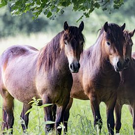 exmoor pony`s, super nieuwsgierig  komen ze dichterbij van Ria van den Broeke