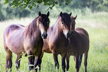exmoor pony`s, super nieuwsgierig  komen ze dichterbij van Ria van den Broeke