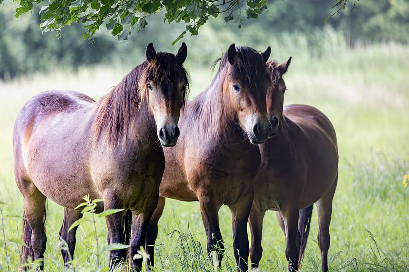 poneys de l'exmoor, super curieux ils s'approchent par Ria van den Broeke