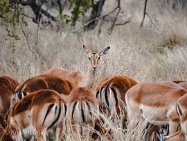 "Graceful Impala: In the Heart of Kruger" by Kirsten Dijk