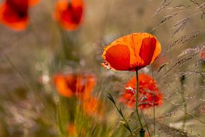 Coquelicots sur Kurt Krause