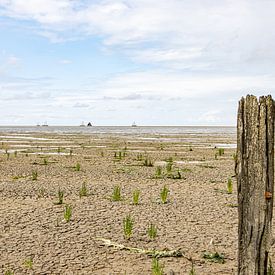 Spawning on the mudflats by Paul Veen