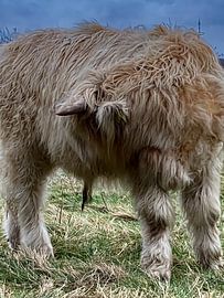 Schotse hooglander kalfje “Baby White” van Truckpowerr