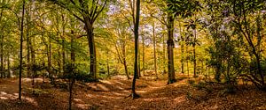 Autumn in the forest sur Freek Rooze