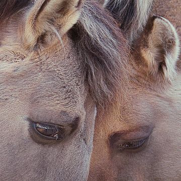 Twee paarden van Peter Mensink