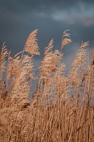 Dreigende lucht en riet. Zon. Fine art fotografie. Wanddecoratie. Moody en Aardetinten