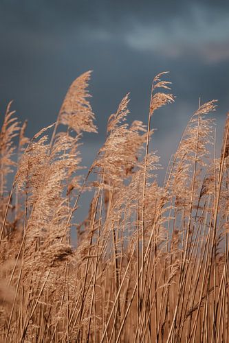 Landscape with reed and a swan. Fine art photography. Wall decoration. Moody and earth tones
