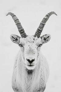 Steinbock