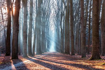 Superbe lumière sur Kevin Woelders