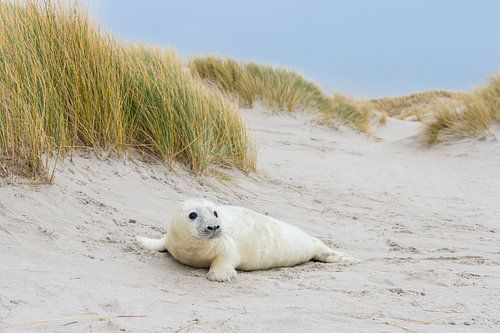 Grijze zeehond (Halichoerus grypus) jong in de duinen, Helgoland