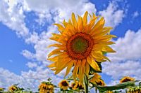 Zonnebloem in bloei