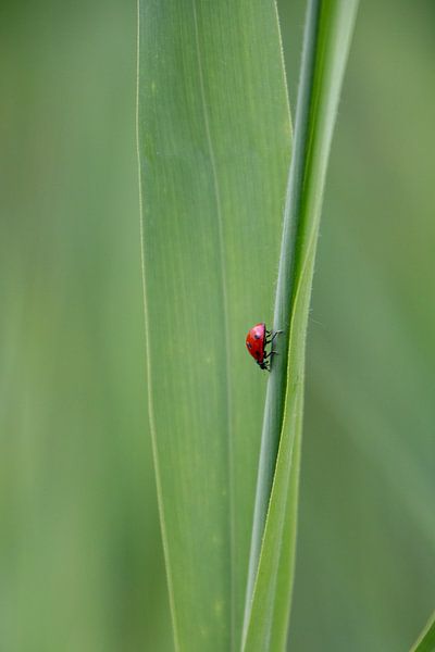 Ladybug by Yana Koolen
