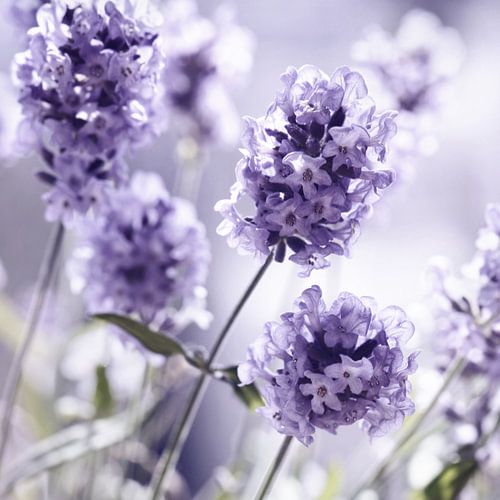 Lavendel
